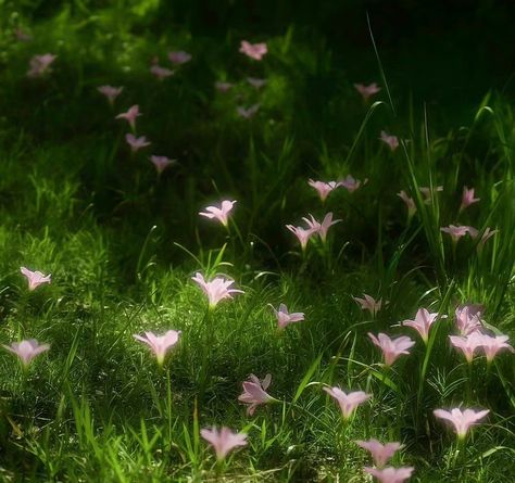 Nothing But Flowers, Pretty Photos, The Grass, Nature Aesthetic, Feminine Energy, Green Aesthetic, الرسومات اللطيفة, Scenery Wallpaper, Aesthetic Photo