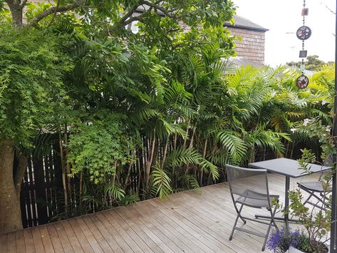 Tall, narrow plants are an Auckland garden designers best friend! At the edge of the new deck in this subtropical themed Auckland garden, I used Chamadorea costericana (bamboo palm) to quickly provide privacy and screening on the boundary, helping block out the neighbouring house and providing the private sanctuary the clients were looking for. Bamboo Palm Outdoor, Tall Screening Plants, Tall Tropical Plants, Plant Screening, Auckland Garden, Privacy Screen Plants, Villa Concept, California Landscaping, Tropical Garden Plants