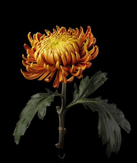 Botanicals On Black Background, Yellow Crysantenum Flower, Yellow Chrysanthemum Drawing, Crsanthmum Flower, Orange Chrysanthemum Tattoo, Yellow Chrysanthemum Tattoo, Crysthamum Flower, Chrysanthemum Reference, Chrisanthiums Flower