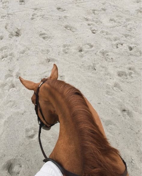 Horse Photography Poses, Horse Aesthetic, Twisted Series, Brown Horse, Horse Equestrian, Equestrian Life, Cute Horses, Horse Life, Horse Farms