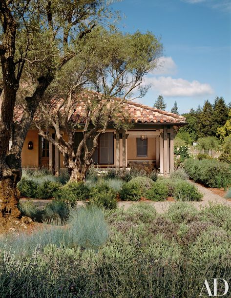 Outside the caretaker's cottage, a pair of 80-year-old olive trees, surrounded by masses of Teucrium and other herbs, confirm the house's wine-country setting and, says Huddleson, conjure "a dimension of time." Napa Style, Mediterranean Garden Design, Contemporary Entryway, Mediterranean Landscaping, Lavender Garden, Image Nature, Contemporary Cottage, Contemporary Garden, Mediterranean Garden