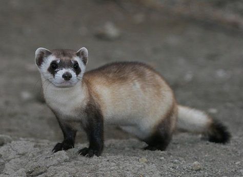 Ferret Animal, White Ferret, North American Beaver, Black Footed Ferret, Pet Ferret, Cute Ferrets, Prairie Dog, Marine Conservation, Endangered Animals