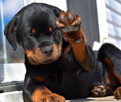 200 Powerful Male Dog Names Rottweiler Love, Rottweiler Lovers, Rottweiler Puppies, Rottweiler Dog, Cute Dogs And Puppies, Baby Dogs, Cute Little Animals, Doberman, Beautiful Dogs