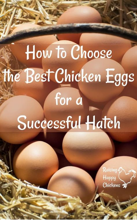 Hatching Chickens, Chicken Incubator, Urban Chickens, Hatching Chicks, Egg Incubator, Egg Production, Hatching Eggs, Building A Chicken Coop, Baby Chickens