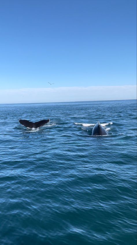 Unemployed Aesthetic, Whale Watching Aesthetic, Old Cape Cod Aesthetic, Cape Cod Summer Aesthetic, Whales Aesthetic, Connie Core, Unemployed Friend, Whale Aesthetic, Digital Marketing Portfolio