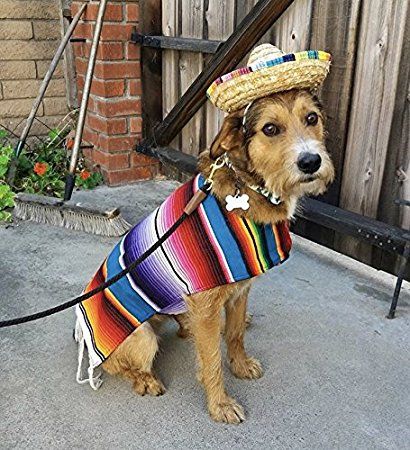 Amazon.com : Baja Ponchos Dog Sombrero Hat - Funny Dog Costume - Chihuahua Clothes - Mexican Party Decorations : Pet Supplies Dog Sombrero, Dog Poncho, Mexican Festival, Dog Costumes Funny, Poncho Outfit, Sombrero Hat, Chihuahua Clothes, Mexican Party Decorations, Dog Things