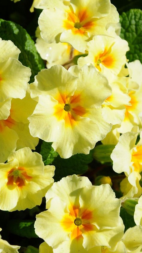 primrose_flowers_herbs_flowerbed_sunny_40420_640x1136 | Flickr - Photo Sharing! Bold Watercolor, Yellow Primrose, Primrose Plant, Animals Flowers, Yellow Garden, Plants For Hanging Baskets, Primrose Oil, Fine Artist, Flowers Garden