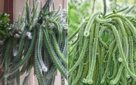 Dogtail Cactus, Rattail Cactus, Dog Tail Cactus, Fish Bone Cactus, Types Of Rats, Types Of Mermaids, Hanging Cactus, Types Of Cactus Plants, Rat Tail Cactus