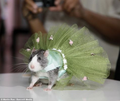 you totes need a rat in a tutu!!  @Abby Christine Christine Wen Rat In A Dress, Rat Fashion, Dumbo Rat, Pet Rodents, Rat Look, Animal Dress Up, Funny Rats, Fancy Rat, Mini Pigs