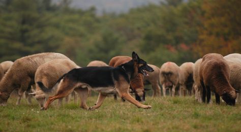 My favorite picture of Jack. HCH Windy Acres Quintessential HXcs 

Jack was an amazing herding dog... he had so much stock sense. Herding Dogs Breeds, Dog Club, Coban, Police Dogs, Herding Dogs, Sporting Dogs, Cartoon Dog, Working Dogs, Shepherd Dog