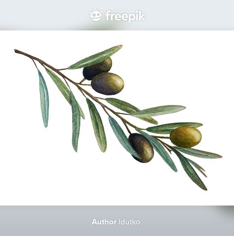 Olive Tree Branch Drawing, Olive Branch Painting Acrylic, Watercolor Olive Branch, Olive Branch Drawing, Olive Branch Painting, Olive Drawing, Olive Branch Illustration, Olives Watercolor, Olive Branch Art