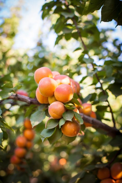 Apricot Tree, Atami, Twilight Zone, Local Farm, Stone Fruit, Garden Trees, Peaches, Apricot, Still Life