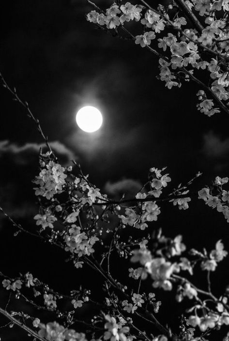 Moon And Stars Wallpaper, Dark Academia Wallpaper, Tikki Y Plagg, Moonlight Photography, Dark Black Wallpaper, Nature Photography Flowers, Night Sky Wallpaper, Flowers Photography Wallpaper, Moon Photography