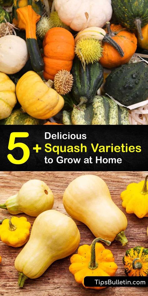 Dark green zucchini, orange flesh butternut squash, or heirloom pumpkins are flavorful and fun to grow. Other types of squash include Delicata squash, crookneck squash, spaghetti squash, buttercup squash, gourds, and more. #types #squash #varieties Types Of Gourds, Different Kinds Of Squash, Types Of Squash, Sweet Dumpling Squash, Squash Types, Heirloom Pumpkins, Spaghetti Squash Pasta, Squash Spaghetti, Crookneck Squash