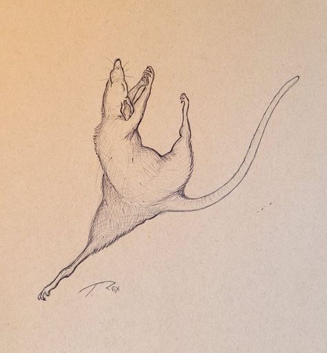 Rat Dancing Drawing, Dancing Rats Drawing, Rats Drawing Sketches, Rat Drawings Sketches, Cartoon Rats Drawing, Rat Dancing, Cute Rats Drawing, Rat Draw, Cute Rat Drawing