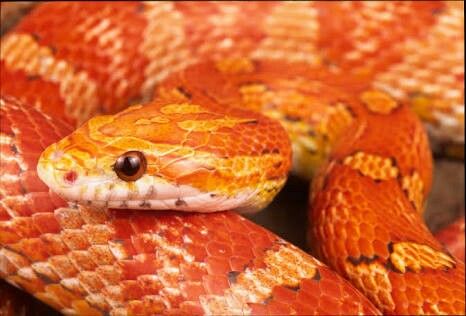 Pantherophis guttatus - Corn Snake Reptile Store, Orange Snake, Snake Photos, Sea Snake, Snake Wallpaper, Corn Snake, Beautiful Snakes, Orange You Glad, Reptiles And Amphibians