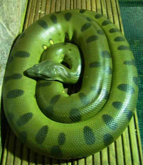 Amazing Green Anaconda - Giant Anaconda Facts, Photos, Information, Habitats, News | Most Amazing Things in the World, Incredible, Cool, Unique Things on Earth Anaconda Attack, Anaconda Verde, Giant Anaconda, Green Anaconda, Cool Snakes, Largest Snake, Cold Blooded, Cute Snake, Reptile Snakes