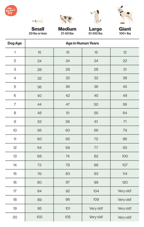 How Old Is My Dog In Human Years? Busting the "7-to-1" Myth Dog Age In Human Years, Dog Years To Human Years, Different Types Of Dogs, Oldest Human, Dog Ages, My Husky, Body Condition, Dog Years, Dog Info