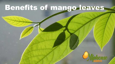 Benefits of Mango Leaves tea Benefits Of Mango Leaves, Mango Leaf Tea Benefits, Mango Leaves Benefits, Benefits Of Mango, Mango Health Benefits, Mango Leaf, Leaf Health, How To Heal Burns, Mango Leaves