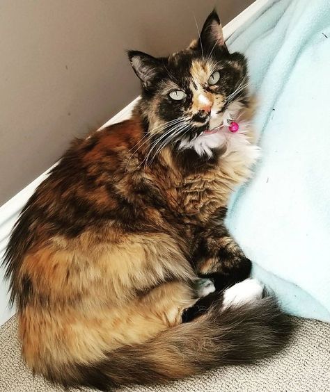 Examine These 7 Pretty Tortoiseshell Cats and Kittens Tortoiseshell Cats, Cat And Dog Photos, Tortoiseshell Cat, Cat Profile, Cat Reference, Tortoise Shell Cat, Fascinating Facts, Majestic Animals, Cat Facts