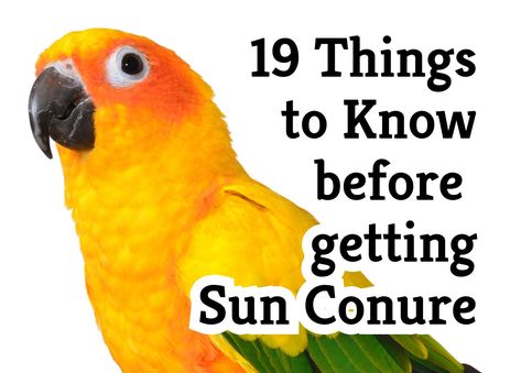 Sun Conure Bird, Conure Cage, Conure Bird, Conure Parrots, Sun Conure, Bird Care, Wild Birds, Things To Know, Fun To Be One