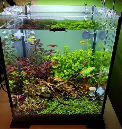 45 Stunning Aquarium Design Ideas for Indoor Decorations Water Terrarium Ideas, Natural Aquarium Ideas, Bettafish Aquarium, Water Terrarium, Fish Tank Themes, Fish Tank Terrarium, Cool Fish Tanks, Diy Fish Tank, Fish Tank Design