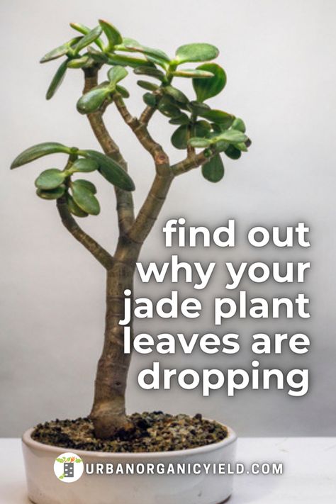 How To Propagate Jade Plant In Water, Variegated Jade Plant, Leggy Jade Plant, Crassula Plant, Jade Plant Propagation, Jade Plant Pruning, Houseplant Tips, Jade Plant Care, Jade Succulent