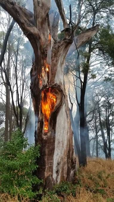 Lightning Struck Tree, Tree Hit By Lightning, Tree Struck By Lightning, Fire In Nature, Tree Burning, Tree On Fire, Burnt Tree, Fire Tree, Burning Tree