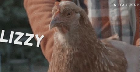 The perfect image stabilizer Chicken Head, Fat Animals, Clever Inventions, The Meta Picture, Pictures Animals, Animals Memes, Meme Humor, Happy Things, Funny Words