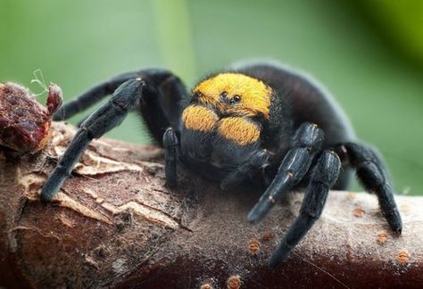 Female #Eresus Rare Spiders, Velvet Spider, Terrifying Creatures, Bird Spider, Arachnids Spiders, Spiders And Snakes, Creepy Animals, Cool Bugs, Jumping Spider