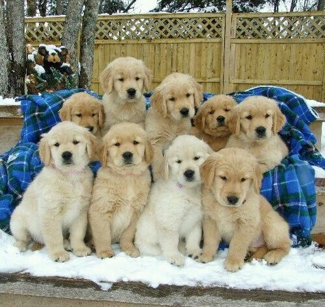 240119 status Cute Puppy Photos, Golden Puppy, Labrador Retriever Puppies, Lab Puppies, Golden Retriever Puppy, Retriever Puppy, Dogs Golden Retriever, Retriever Dog, Funny Cartoon