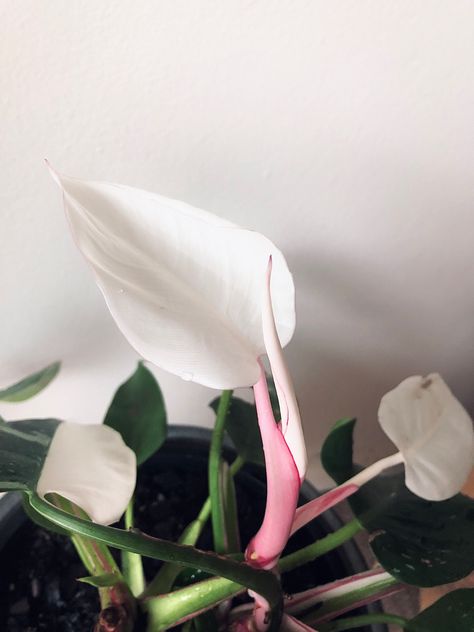 Philodendron white princess White Princess Philodendron, Plant Leaf Identification, Trade Offer, Indoor Plants Names, Sarah Tattoo, Philodendron White Princess, Houseplant Collection, Pink Plants, Purple Hibiscus