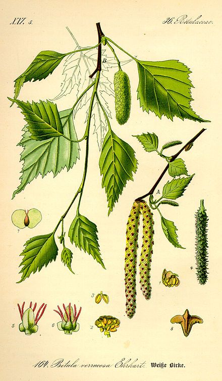 Betula pendula, Silver Birch - one of the Sacred Woods Birch Trees Garden, Boom Kunst, Betula Pendula, Arte Peculiar, Illustration Botanique, Vintage Botanical Prints, Silver Birch, Wild Plants, Scientific Illustration