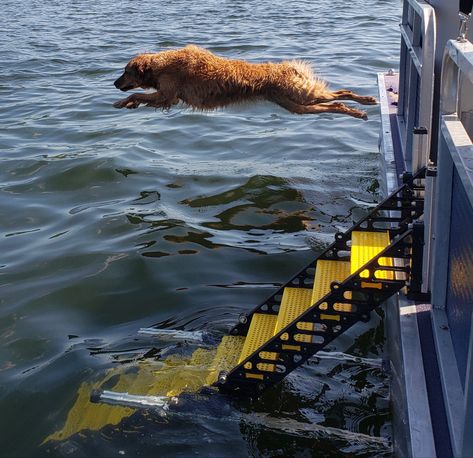 Pontoon Boat Decor, Dog Boat Ramp, Dog Ladder, Deck Boats, Boathouse Design, Pontoon Accessories, Pontoon Boat Accessories, Boat Ladder, Boat Restoration