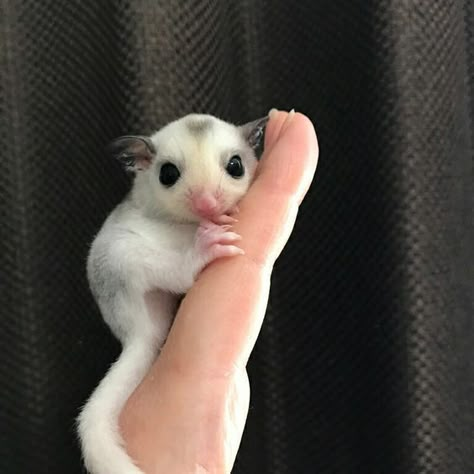 Sugar Glider Cute, Cute Pet Pictures, Cute Sugar Glider, Sugar Glider Baby, Animal Videos Funny, Sugar Glider Pet, Sugar Glider Cage, Funny Animal Images, Sugar Bears