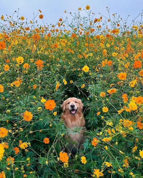 Cute Animal Photos Nature, Dog On Surfboard, Cute Golden Retriever Aesthetic, Aesthetic Dog Pictures, Cute Aesthetic Animals, Golden Retriever Lab Mix, Dogs With Flowers, Golden Retriever Aesthetic, Silly Puppies