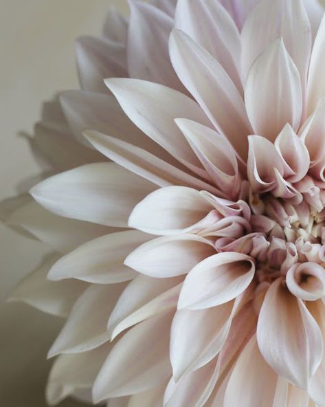 Cafe Au Lait Dahlias, Growing Cut Flowers, Fleur Delacour, Growing Dahlias, Flower Farmer, Cut Flower Garden, Dahlia Flower, Beautiful Flowers Pictures, Flower Farm