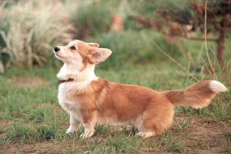 Corgie with long tail standing in the green grass Long Haired Corgi, Fluffy Corgi, Sky Tv, Best Beans, Corgi Puppy, Cute Animal Pictures, Long Tail, Green Grass, Animal Pictures