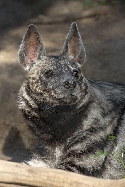 Striped Hyena | The striped hyena is not the largest, but it… | Flickr Hyena Animal, Striped Hyena, San Diego Zoo, Wild Dogs, Silly Animals, Hyena, Animal Faces, Cute Animal Pictures, Weird Animals