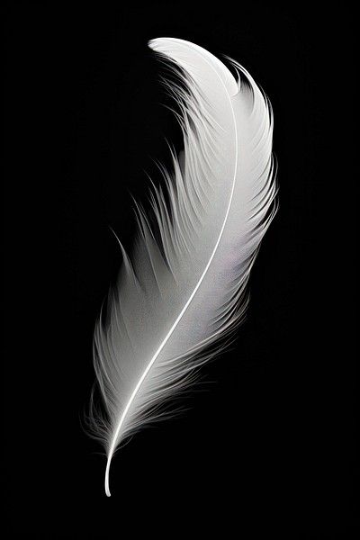 Pictures Of Feathers, Feather Reference, Texture Moodboard, Feathers Aesthetic, Feather Aesthetic, Sin Aesthetic, Feather Art Projects, Feather Png, Black And White Feather