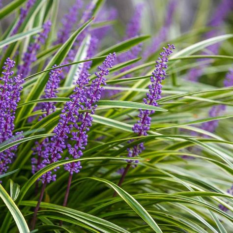 10 Best Ground Cover Plants | Family Handyman Purple Flower Ground Cover, Best Ground Cover Plants, Monkey Grass, Easy Landscaping, Perennial Shrubs, Easy Care Plants, Edible Landscaping, Fast Growing Plants, Fall Garden