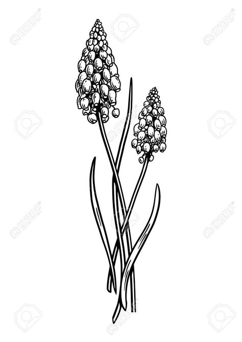 Hyacinth Drawing, Drawing Embroidery, Hyacinth Flower, Engraving Tattoo, Grape Hyacinth, Flower Drawing Tutorials, Wreath Drawing, Line Art Vector, Drawing Flowers