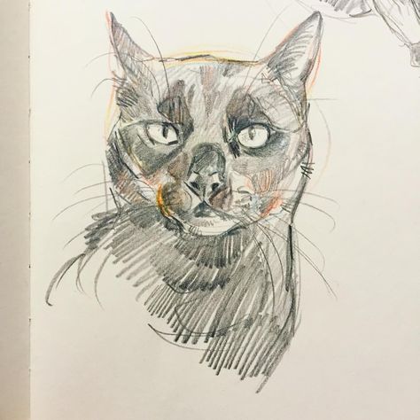 Cat Drawing Pencil, Drawing Family, Black Cat Drawing, Regard Animal, Sketchbook Inspo, Cat Sketch, Animal Drawing, Sketch Ideas, Drawing Pencil