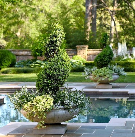 Planters Around Pool, Plants Around Pool, Pool Plants, Garden Pool, Pool Landscaping, Pool Patio, Pool Designs, Backyard Pool, Dream Garden