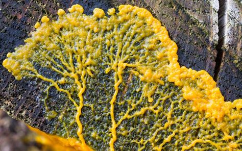 Yellow Slime, Slime Mold, Mold In Bathroom, Slime Mould, Blue Plants, Leafy Plants, Spring Wildflowers, Plant Science, Human Food