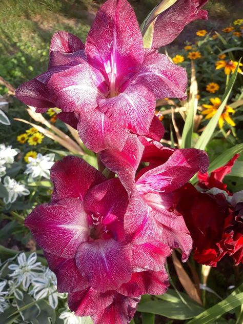 Gladiolus Flower, Floral Display, Just Start, Horticulture, Planting, Vibrant Colors, Plants, Flowers, Floral