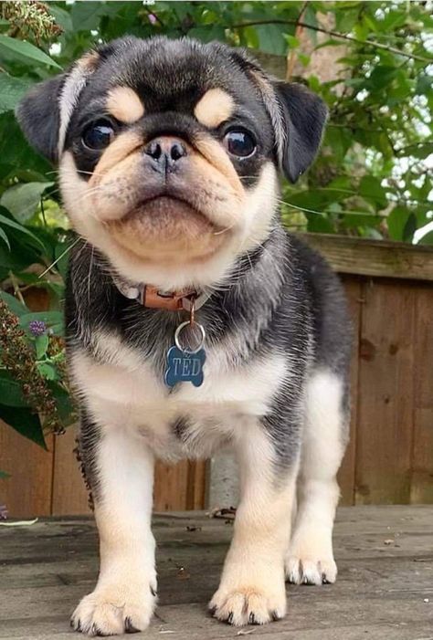 Pug Mixed Breeds, Teacup Pug, Puggle Puppies, Cute Pug Puppies, Pug Mix, Baby Pugs, Very Cute Dogs, Silly Cats Pictures, Pug Puppies