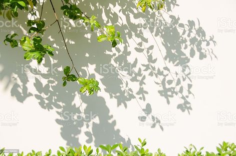 How To Make Trees, Shadow Tree, Tree Shadow, Shadow Drawing, Amazing Paintings, Landscape Photography Nature, 수채화 그림, Mystical Art, Tree Drawing