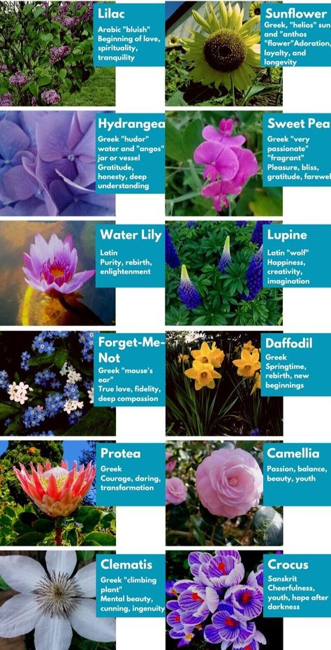 Plant Symbolism Symbolism Of Flowers, Plants With Meaning, Plants Symbolism, Fruit Symbolism, House Plant Symbolism, Flowers Symbolism, Pretty Flower Names, Plant Symbolism, Plant Meanings