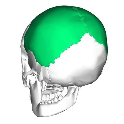 Neck Muscle Anatomy, Quadrilateral Shapes, Bone Anatomy, Body Bones, Head Anatomy, Craniosacral Therapy, Muscle Anatomy, Free Education, The Skull